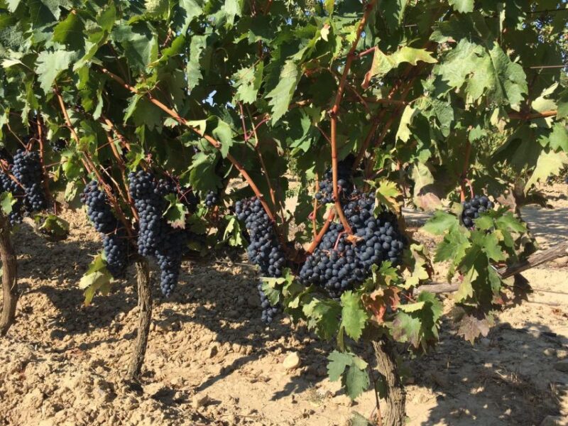 From San Sebastian/Bilbao/Vitoria: Rioja Wine Tour w/ Lunch - Discover the Rioja Wine Tour with Lunch from Basque Country