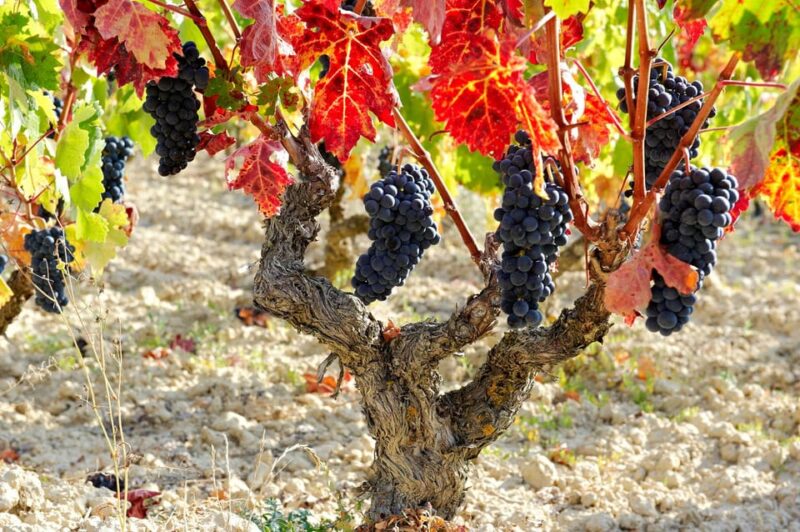 From San Sebastian/Bilbao/Vitoria: Rioja Wine Tour w/ Lunch - The Expertise of Guides: Personal Touch and Knowledge