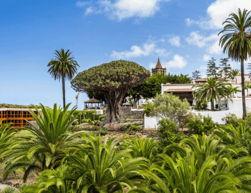 From Santa Cruz de Tenerife: Masca & Garachico Private Trip - The Enigmatic Drago Milenario in Icod de los Vinos