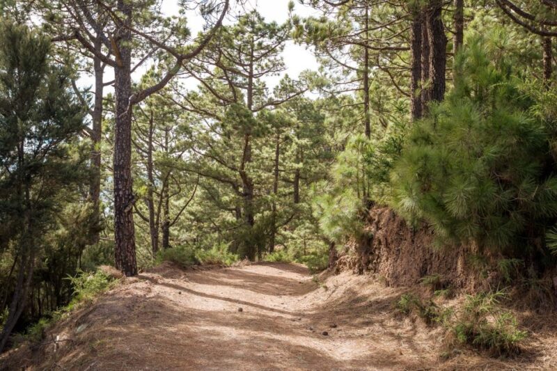 From Santa Cruz: Teide Volcano, Icod, & Garachico Tour - The Expertise of the Local Guides