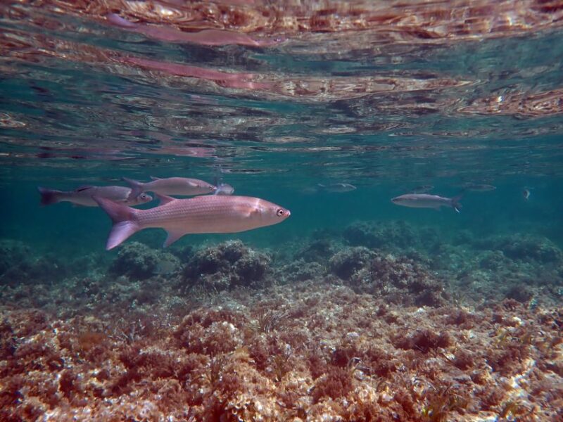 From Santa Pola: Snorkel Trip in Tabarca Island - Who Should Consider This Snorkel Trip