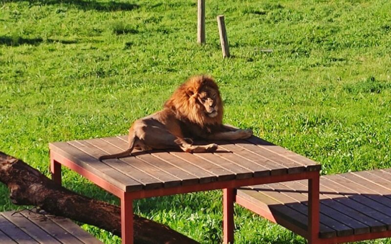 From Santander: Cabarceno Natural Park Half-Day Trip - Guide Expertise and Multilingual Support