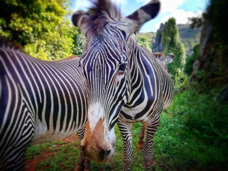 From Santander: Cabarceno Natural Park Half-Day Trip - Summary: A Rewarding Blend of Nature and Scenic Views