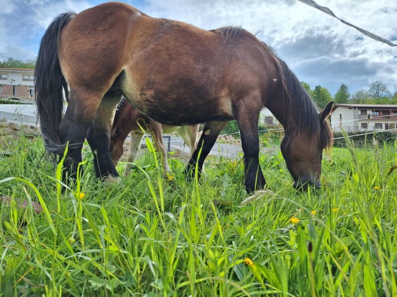 from Santander: Fascinating Saint Sebastian of Garabandal - Key Points