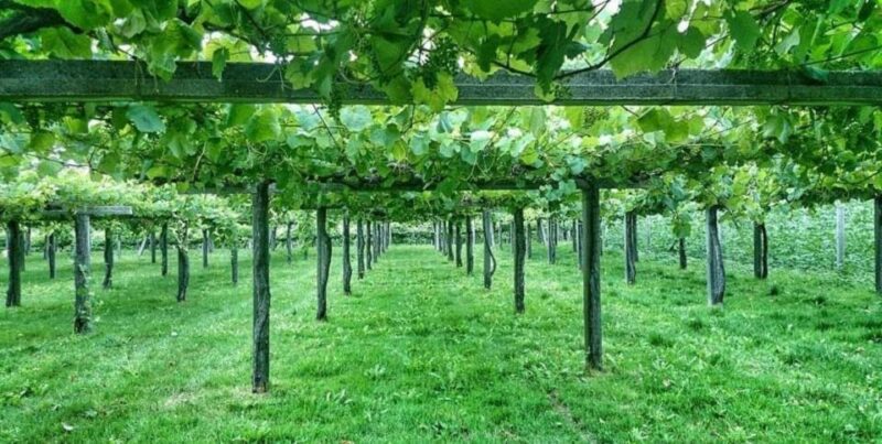 From Santiago: Rías Baixas Galicia Seafood & Wine Day Tour - Lunch in O Grove: Seafood Paradise
