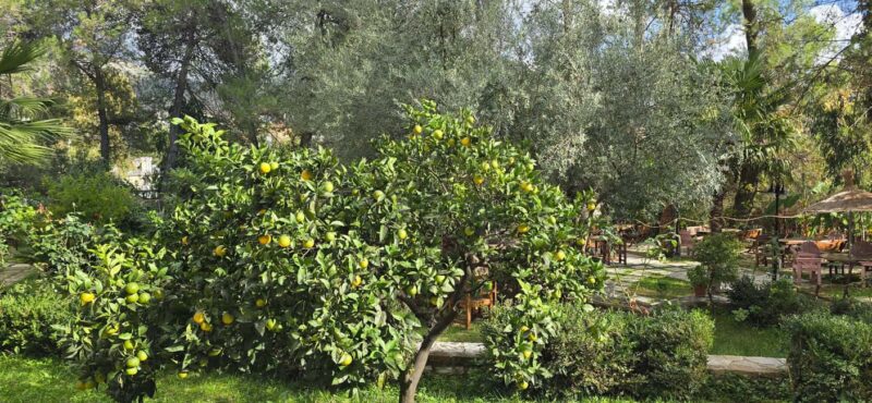 From Saranda: Delvina Day Trip with Wine Tasting - Discover the Charm of Delvina on a Day Trip from Saranda