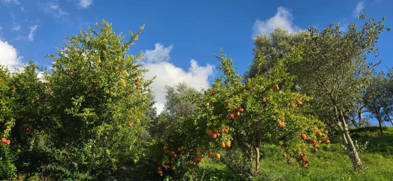 From Saranda: Delvina Day Trip with Wine Tasting - What Sets This Tour Apart: Authentic Experiences and Local Flavors