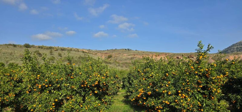 From Saranda To Konispol & Mursi by Vivari Channel - Discovering Mursi Village and Citrus Flavors