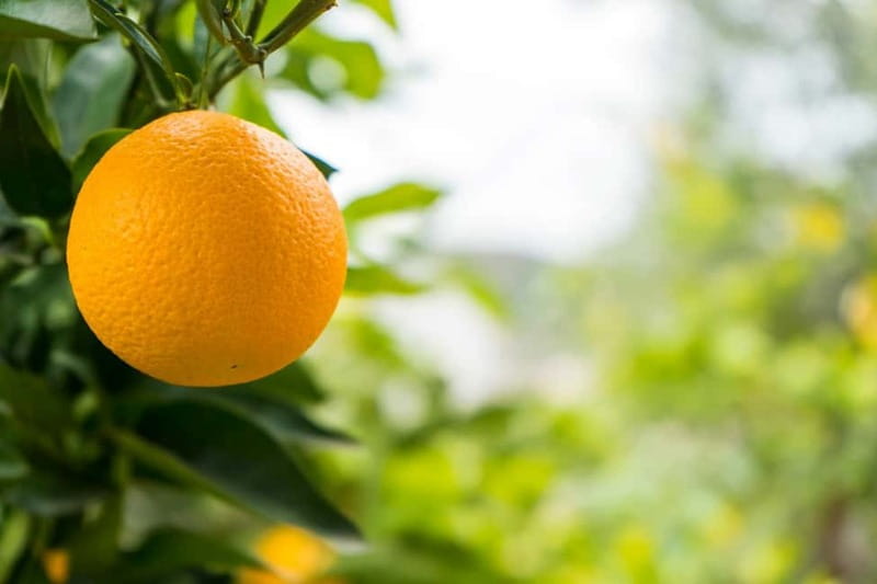 From Sarandë: Day trip to Konispol - The Charm of Abandoned Stone Houses