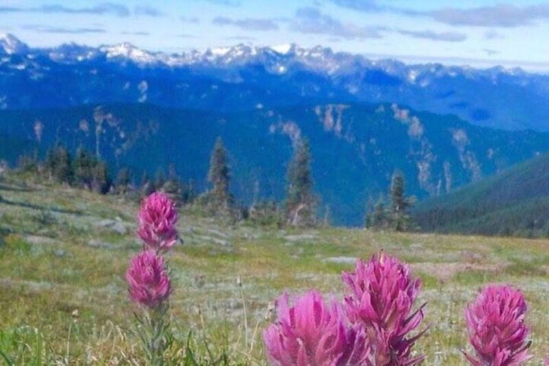 From Seattle: Olympic National Park Full Day Tour - Visiting Animal Farms for a Safari-Like Experience