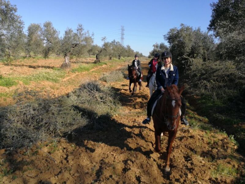 From Seville: Andalusian Horseback Ride - Meet the Andalusian Horses at a Family-Run Ranch