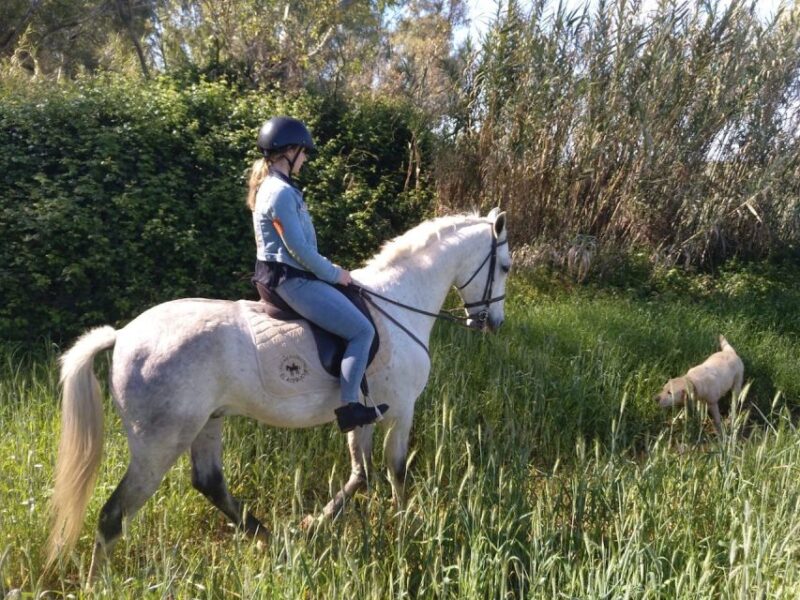 From Seville: Andalusian Horseback Ride - Suitable for All Skill Levels and Family Participation