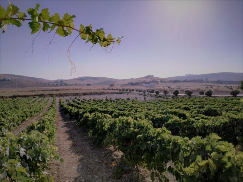 From Seville: Cadiz and Jerez de la Frontera Day Trip - Who Will Enjoy This Tour Most?