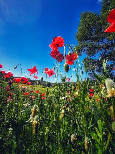 From Seville: Cerro del Hierro Private Hike with Picnic - Captivating Journey through Cerro del Hierro’s Unique Environment