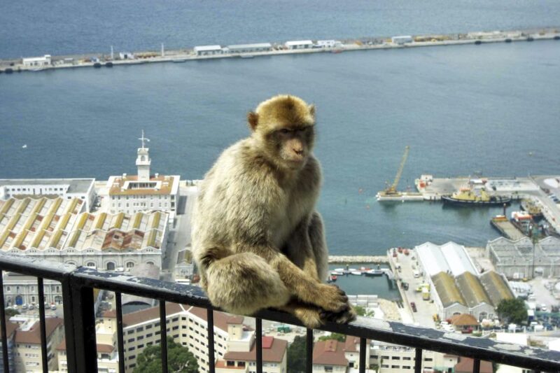 From Seville: Day Trip to Gibraltar - Encountering the Barbary Monkeys