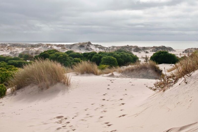 From Seville: Doñana National Park Day Trip - Visiting El Rocío: A Cultural and Natural Stop