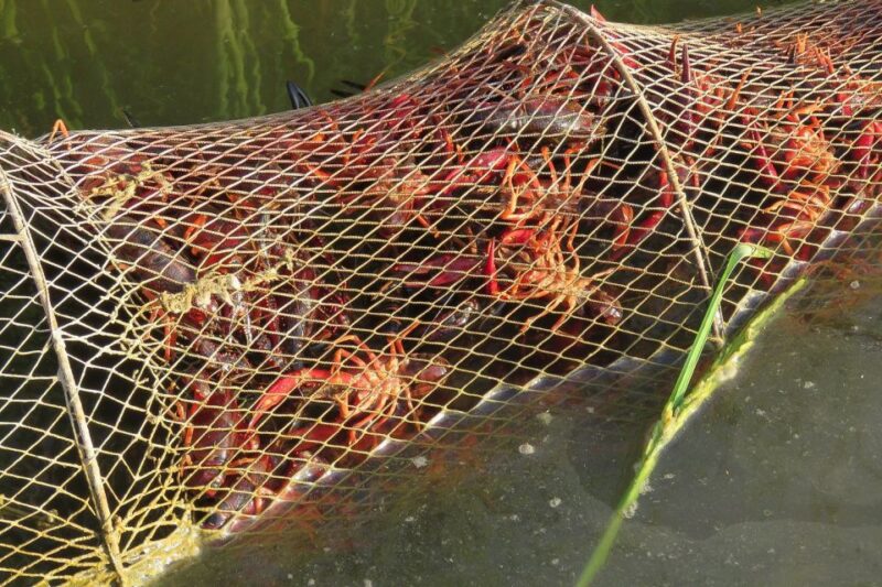 From Seville: Doñana National Park Day Trip - Sunset Views and Large Mammal Sightings