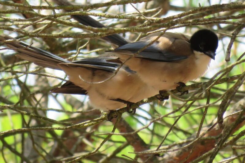 From Seville: Doñana National Park Day Trip - Managing Expectations and Overall Value