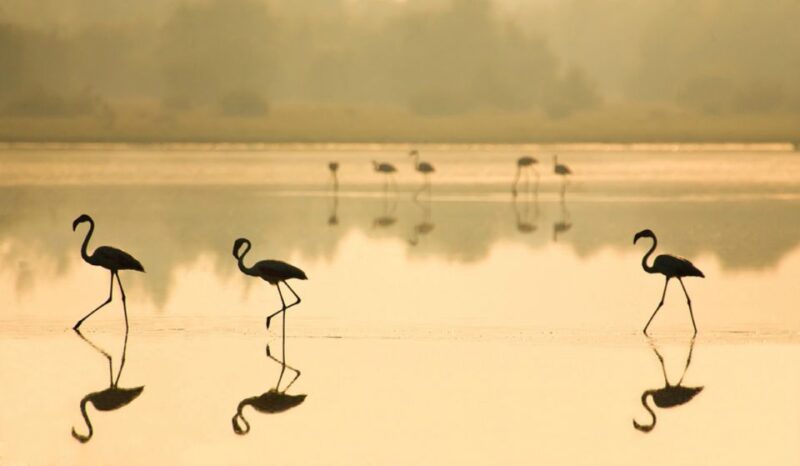 From Seville: Doñana National Park Full-Day Private Tour - Who Would Most Enjoy This Tour?