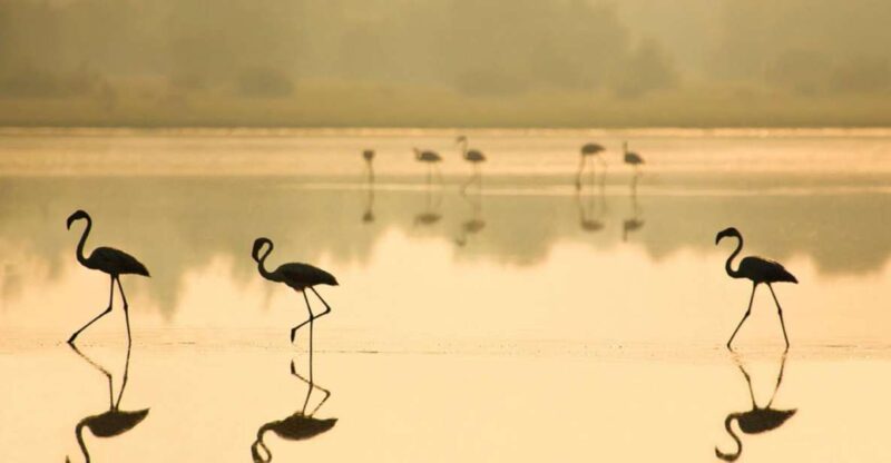 From Seville: Doñana National Park Full-Day Private Tour - Final Thoughts on the Doñana National Park Private Tour