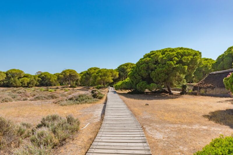 From Seville: Doñana Natural Park, El Rocio and Matalascañas - What’s Included and What to Consider