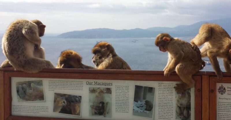 From Seville: Full-Day Private Tour of Gibraltar - An In-Depth Look at the Gibraltar Tour from Seville