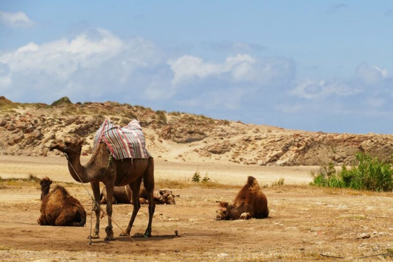 From Seville: Full-Day Tour to Tangier - Free Time and Shopping Opportunities in Tangier