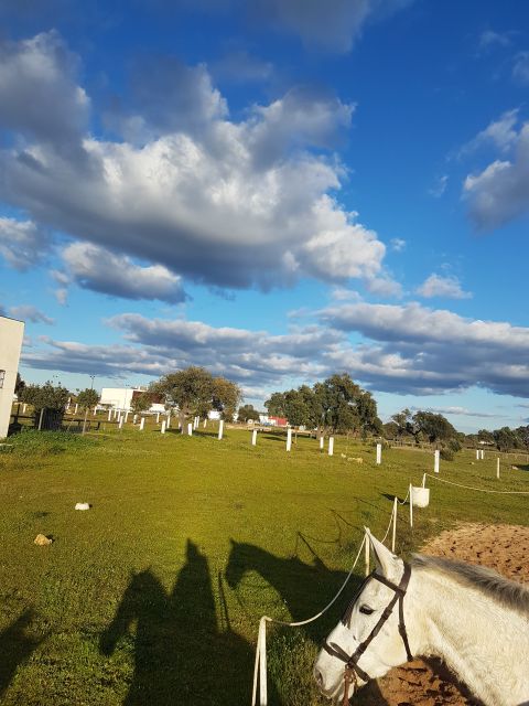 From Seville: Horseback Riding Experience in Aljarafe - Key Points