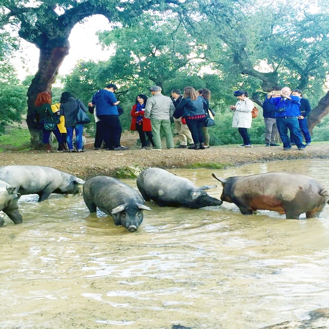 From Seville: Iberian Ham Full-Day Tour to Aracena - Lunch and Food Tasting in the Village of Aracena