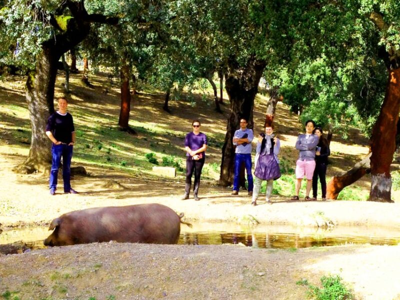 From Seville: Iberian Ham Full-Day Tour to Aracena - The Guide and Transportation Experience