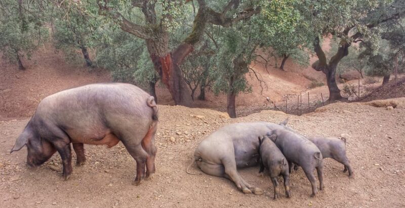 From Seville: Iberian Ham Full-Day Tour to Aracena - Who Will Enjoy This Tour Most?