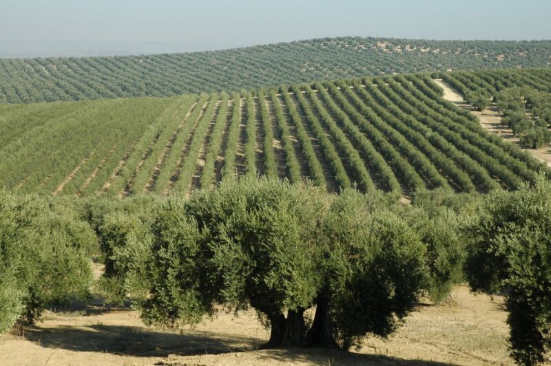 From Seville: Olive Oil Farm Tour - Exploring an Authentic Andalusian Olive Orchard