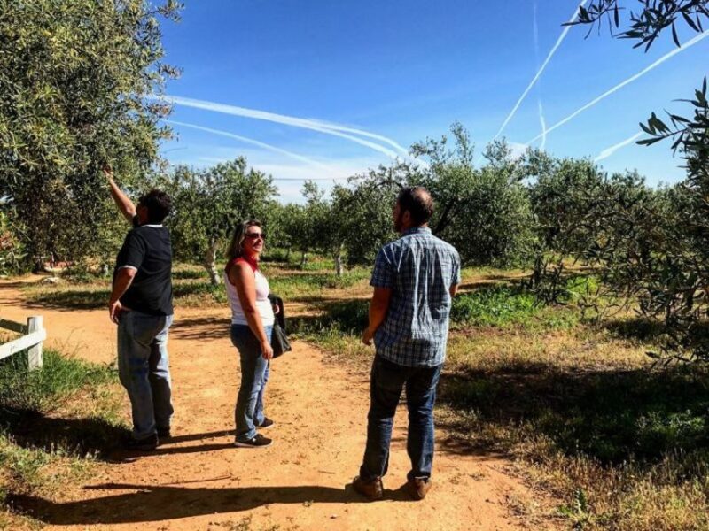 From Seville: Olive Oil Farm Tour - Learning About Olive Tree Care and Traditional Methods