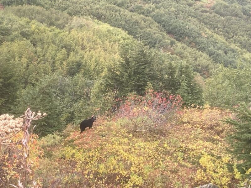 From Seward: 6-hour Wilderness Hiking Tour - What Sets This Tour Apart from Other Options