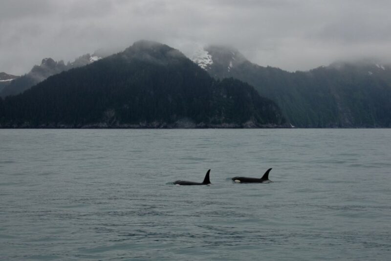 From Seward: Half-Day Resurrection Bay Wildlife Cruise Tour - The Scenic Beauty of Kenai Fjords National Park