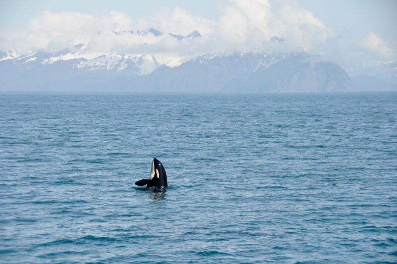 From Seward: Half-Day Resurrection Bay Wildlife Cruise Tour - The Role of the Guides and Crew