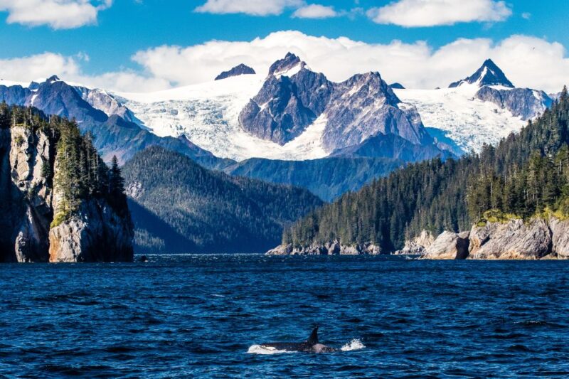 From Seward: Half-Day Resurrection Bay Wildlife Cruise Tour - The Experience on Board: Comfort and Amenities