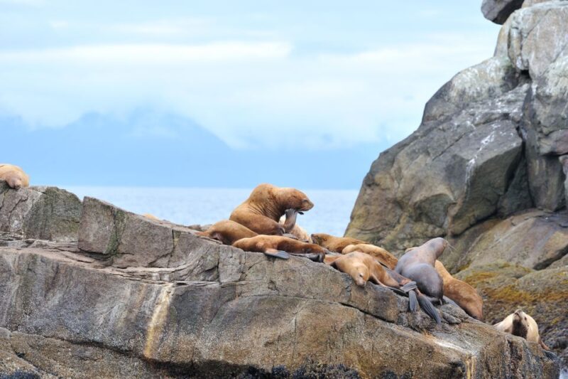 From Seward: Half-Day Resurrection Bay Wildlife Cruise Tour - Cost-Effectiveness and What You Get