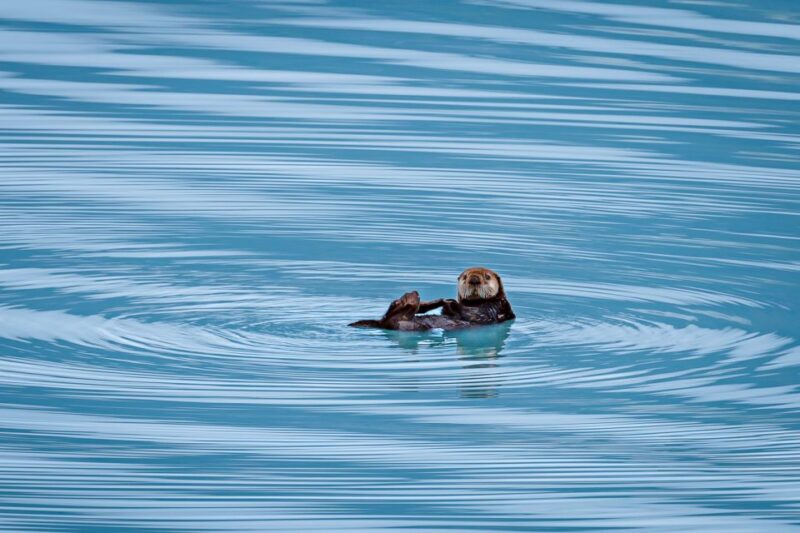 From Seward: Half-Day Resurrection Bay Wildlife Cruise Tour - Who Will Enjoy This Tour Most?