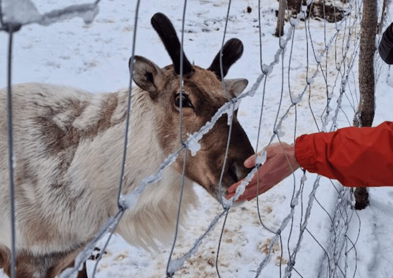 From Seyðisfjörður: Stuðlagil Canyon and Reindeer Park Tour - Discover the Beauty of Stuðlagil Canyon and Reindeer at The Reindeer Park