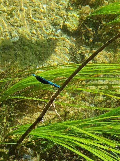 From Sibenik: Private Sibenik and Krka Waterfalls tour - Discover the Charm of Sibenik and Krka Waterfalls