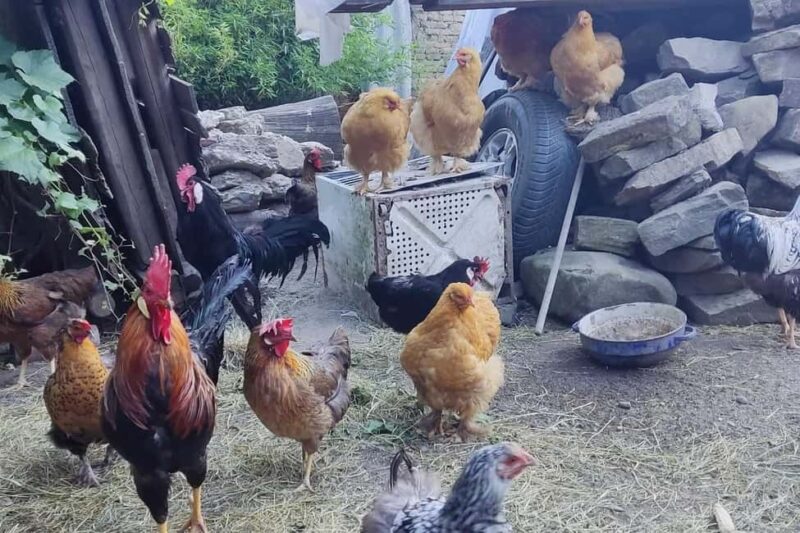 From Sibiu: Rural Gastronomy & Village Crafts around Biertan - Key Points