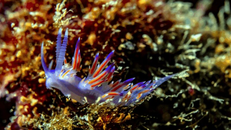 From Side: Guided Scuba Diving in Alanya w/ Lunch & Transfer - Professional Guides Bring Confidence and Ease