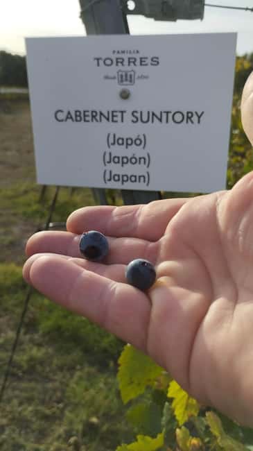 From Sitges: Wine Tasting at 2 Wineries with Hotel Pickup - Who Should Consider This Tour?