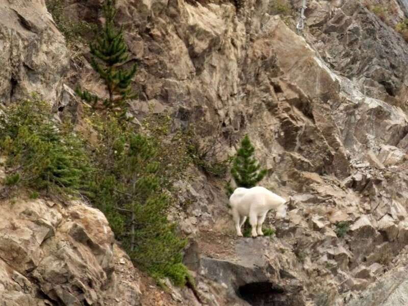 From Skagway: White Pass and Yukon Suspension Bridge Tour - Wildlife Viewing along the Tutshi River