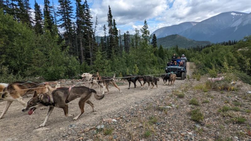 From Skagway: Yukon Sled Dog Mushing & White Pass Combo - Playtime with Puppies and Dogs