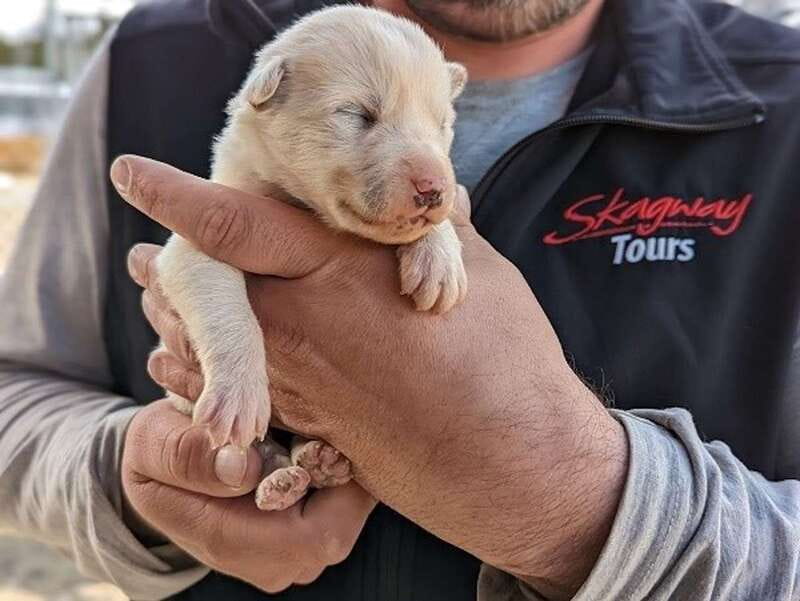 From Skagway: Yukon Sled Dog Mushing & White Pass Combo - Practical Details and Tour Logistics