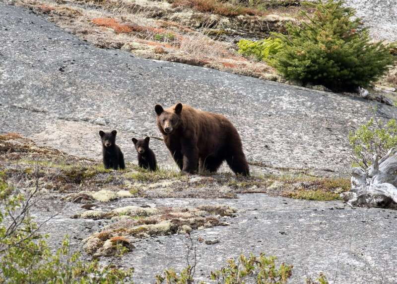 From Skagway: Yukon Sled Dog Mushing & White Pass Combo - Final Thoughts on the Yukon Sled Dog Mushing & White Pass Combo