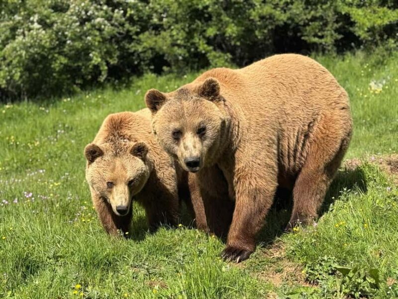 From Skopje:Day Trip to Pristina,Bear Sanctuary&Gadime Cave - Who Will Appreciate This Tour Most