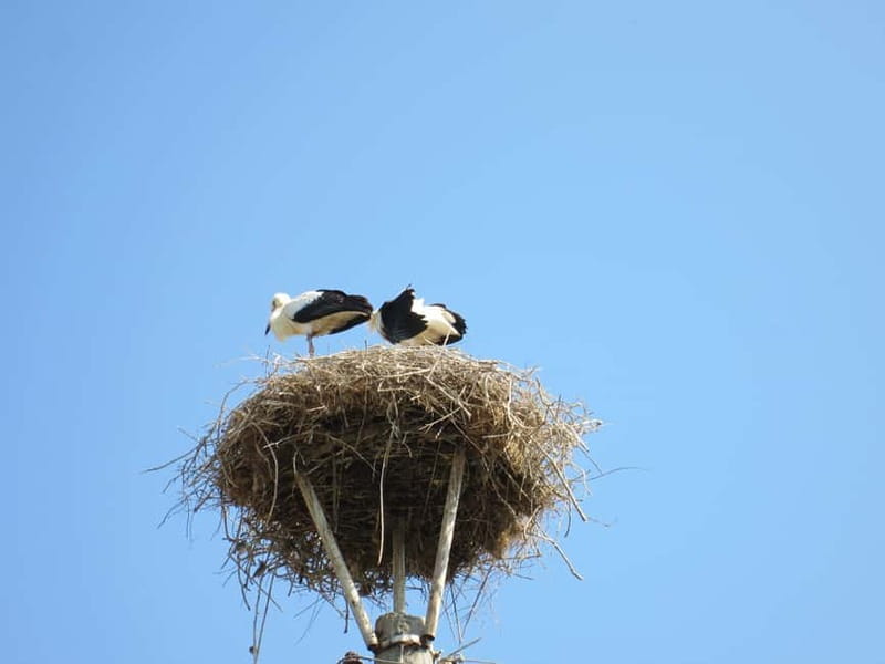 From Sofia: Serbia and Macedonia Tour - Lunch in a Local Macedonian Restaurant
